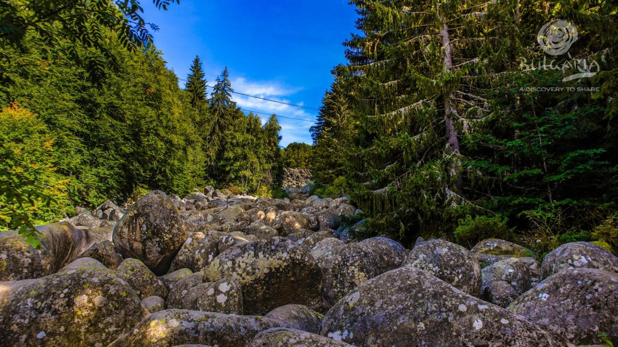Pinus With Private Jacuzzi & Phyto-sauna Retreat *